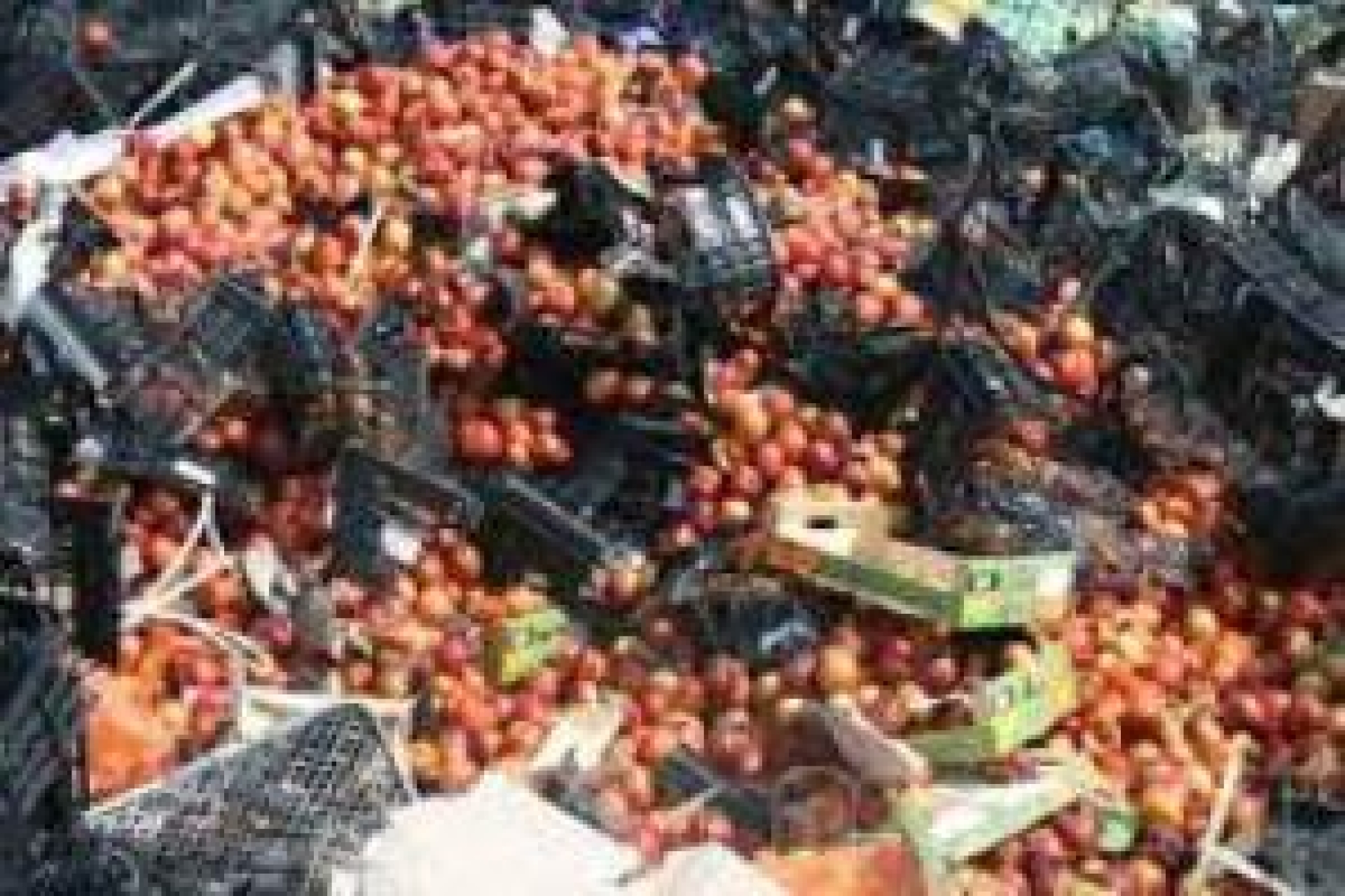 Госдума пересмотрит судьбу санкционных продуктов