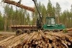 Industrial woodchipping will put an end to the illegal logging