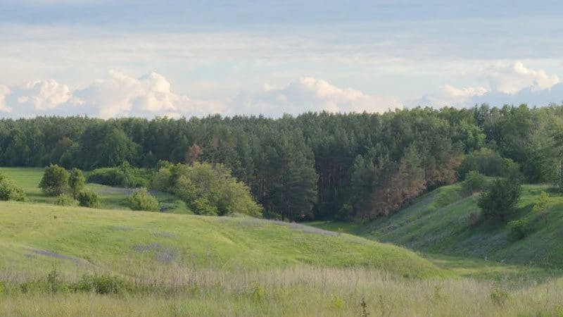 Старовойт и лесное урочище