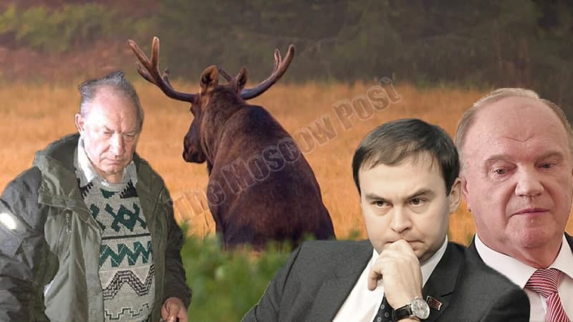 Пьяный лось Рашкину не товарищ