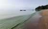 На Финском заливе из-за жары зацвели сине-зеленые водоросли