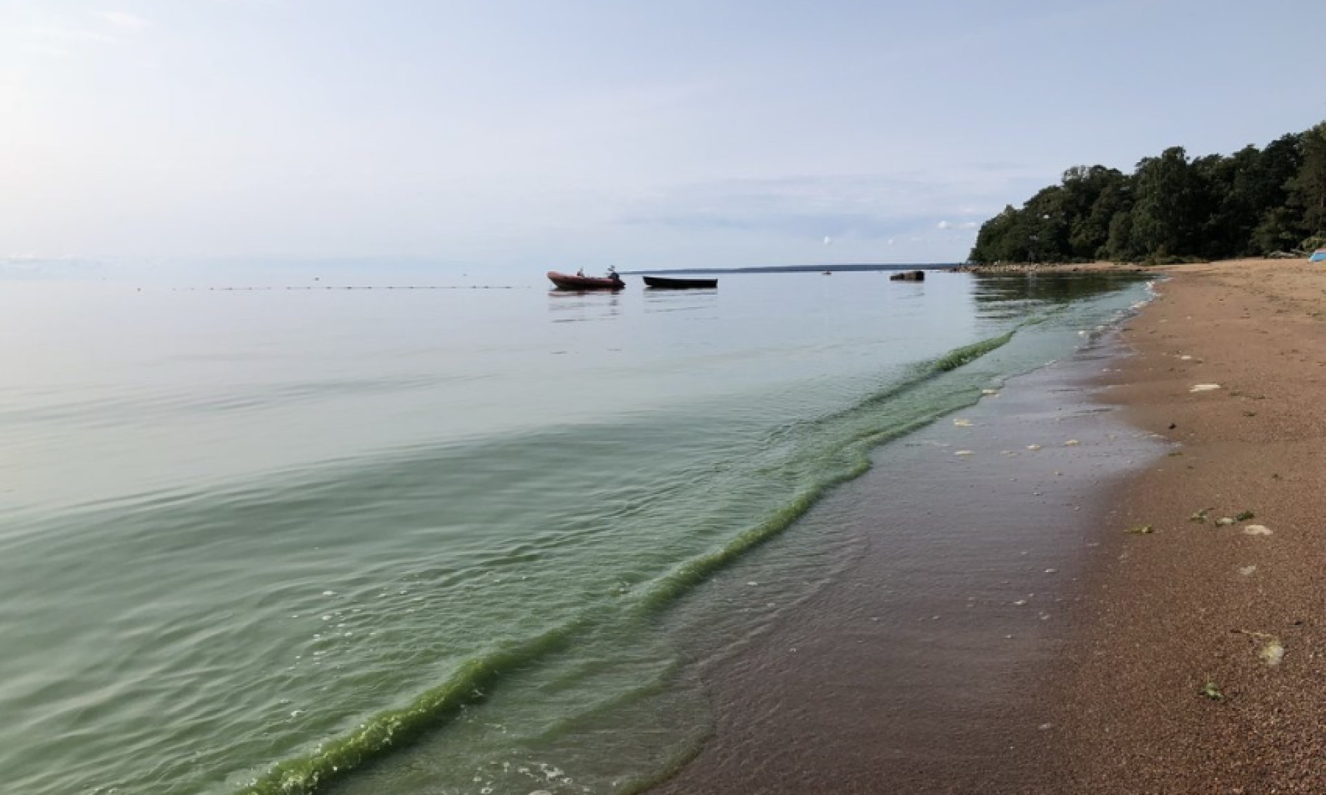 На Финском заливе из-за жары зацвели сине-зеленые водоросли