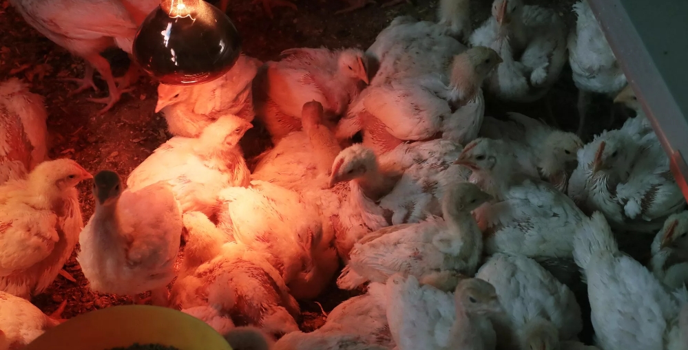 Россия хочет ограничить транзит всей птицеводческой продукции из США в Казахстан