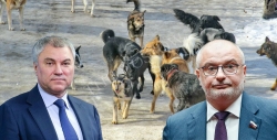 Собачий вопрос их испортил: Володин против Клишаса