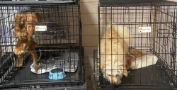 Владельцев скандальной зоогостиницы DogTown в Подмосковье отпустили без меры пресечения